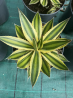 magnifiques AGAVES LOPHANTA QUADRICOLOR