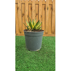 magnifiques AGAVES LOPHANTA QUADRICOLOR