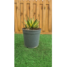 magnifiques AGAVES LOPHANTA QUADRICOLOR