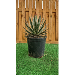 magnifiques AGAVES WHITE STRIPE