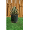 magnifiques AGAVES WHITE STRIPE