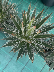 magnifiques AGAVES WHITE STRIPE