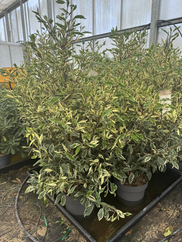NOUVEAUTE RARE magnifiques Lauriers du Portugal Panachés