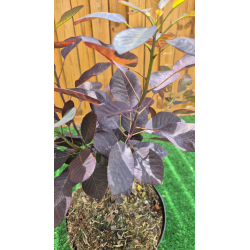 magnifiques Cotinus Royal Purple