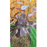 magnifiques Cotinus Royal Purple