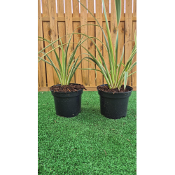 SUBLIMES PHORMIUMS TRICOLORE