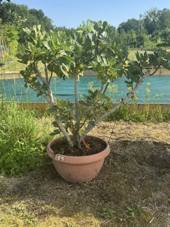 superbe FIGUIER calabacita...