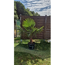 superbe PALMIER TRACHYCARPUS FORTUNEI M111