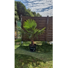 superbe PALMIER TRACHYCARPUS FORTUNEI M111