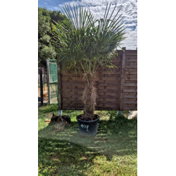 superbe PALMIER TRACHYCARPUS FORTUNEI M113