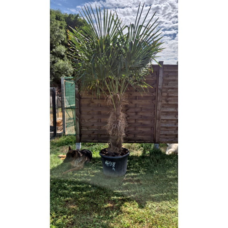 superbe PALMIER TRACHYCARPUS FORTUNEI M113