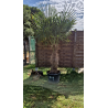 superbe PALMIER TRACHYCARPUS FORTUNEI M113