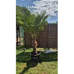 superbe PALMIER TRACHYCARPUS FORTUNEI M120