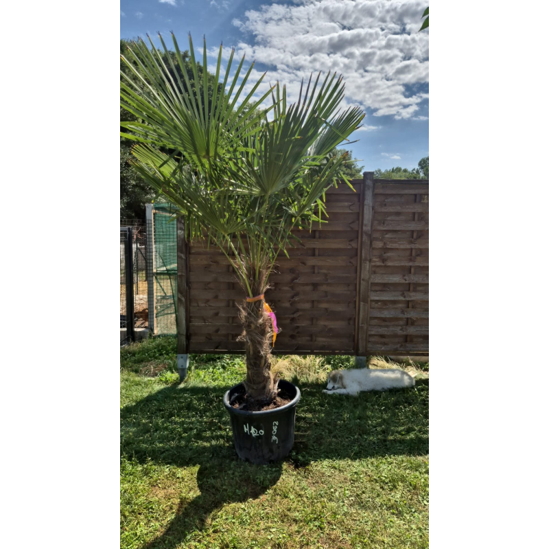 superbe PALMIER TRACHYCARPUS FORTUNEI M120