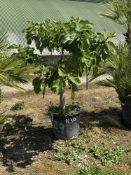 SUBLIME FIGUIER ( ficus carica ) M90