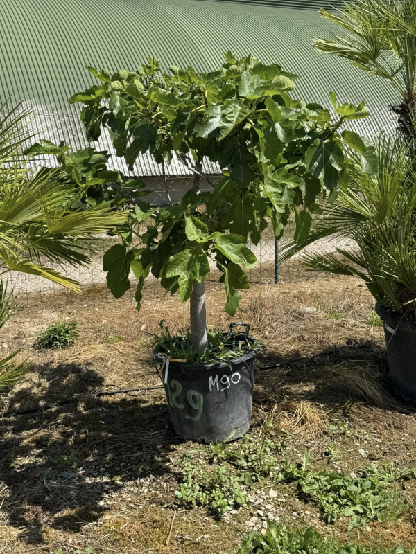 SUBLIME FIGUIER ( ficus carica ) M90