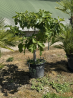 SUBLIME FIGUIER ( ficus carica ) M90