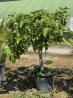 SUBLIME FIGUIER ( ficus carica ) M90