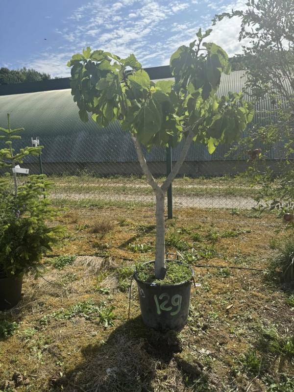 SUBLIME FIGUIER ( ficus carica ) M89