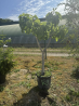SUBLIME FIGUIER ( ficus carica ) M89