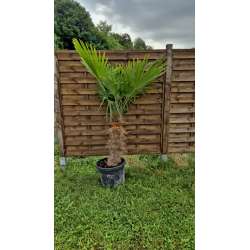 superbe PALMIER TRACHYCARPUS FORTUNEI M92