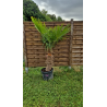 superbe PALMIER TRACHYCARPUS FORTUNEI M92