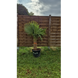 superbe PALMIER TRACHYCARPUS FORTUNEI M95
