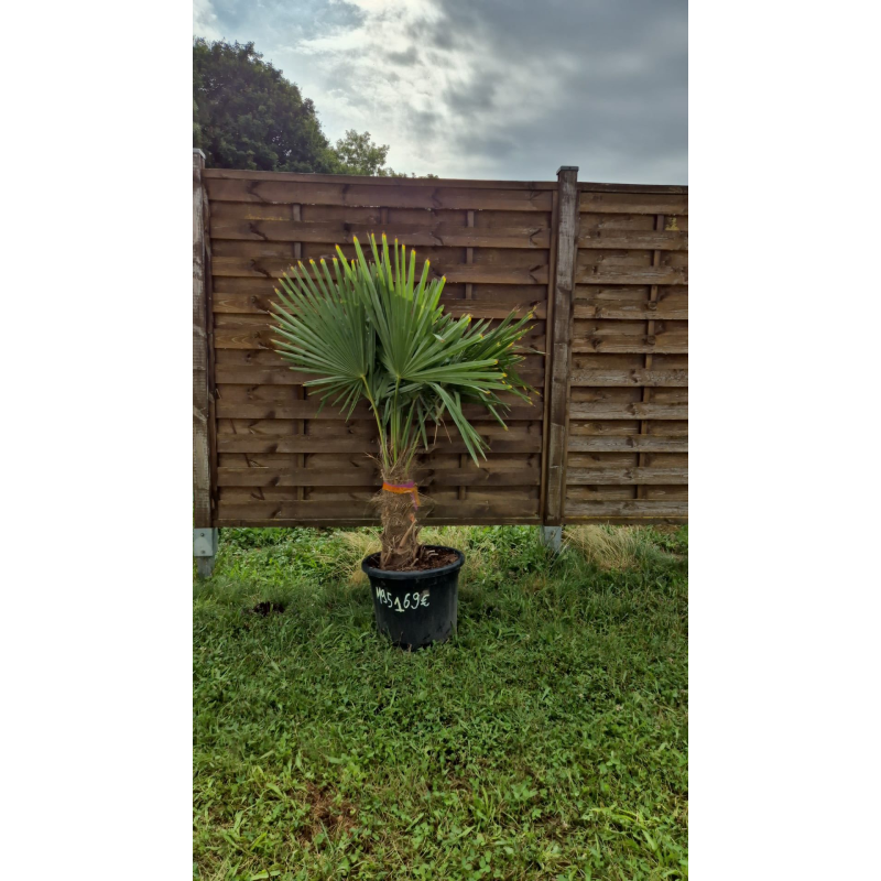 superbe PALMIER TRACHYCARPUS FORTUNEI M95