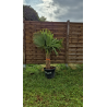 superbe PALMIER TRACHYCARPUS FORTUNEI M95