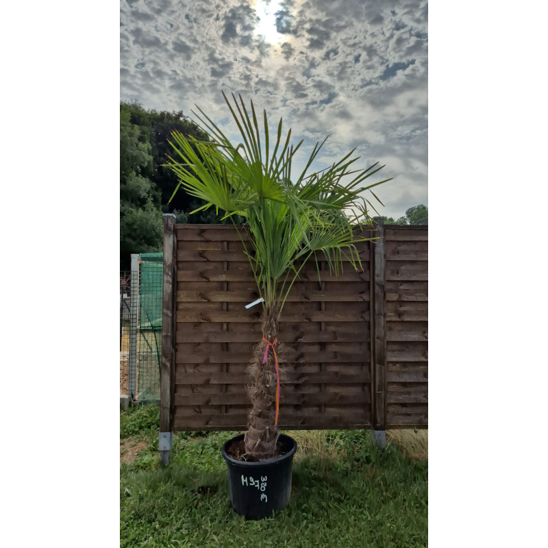 superbe PALMIER TRACHYCARPUS FORTUNEI M97
