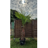 superbe PALMIER TRACHYCARPUS FORTUNEI M97