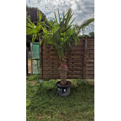 superbe PALMIER TRACHYCARPUS FORTUNEI M98