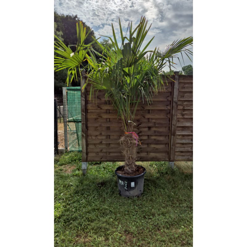 superbe PALMIER TRACHYCARPUS FORTUNEI M98