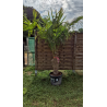 superbe PALMIER TRACHYCARPUS FORTUNEI M98