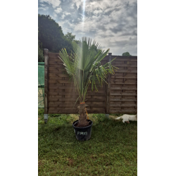 superbe PALMIER TRACHYCARPUS FORTUNEI M99