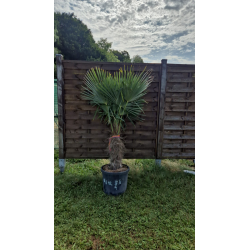 superbe PALMIER TRACHYCARPUS FORTUNEI M102