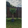 superbe PALMIER TRACHYCARPUS FORTUNEI M102