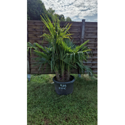 superbe PALMIER TRACHYCARPUS FORTUNEI 4troncs M103