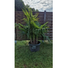 superbe PALMIER TRACHYCARPUS FORTUNEI 4troncs M103