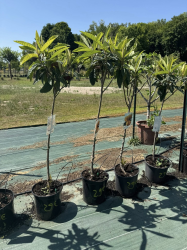 superbes néflier du japon