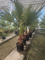 Superbes PALMIERS WASHINGTONIA ROBUSTA