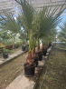 Superbes PALMIERS WASHINGTONIA ROBUSTA