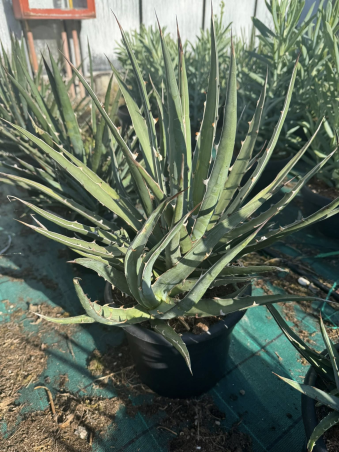Superbes agaves...