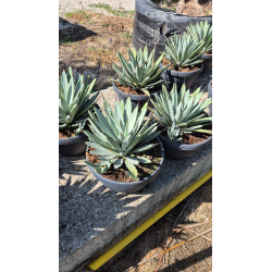 Superbes agaves macroacantha en coupe déco