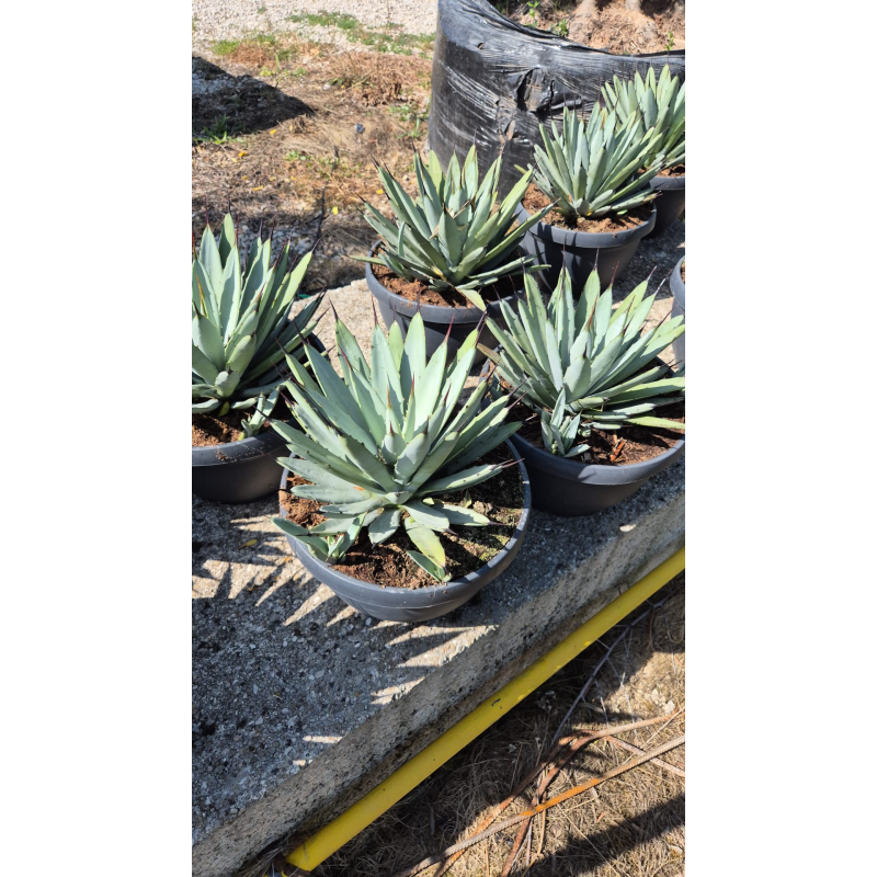 Superbes agaves macroacantha en coupe déco