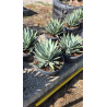 Superbes agaves macroacantha en coupe déco