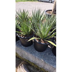 Superbes agaves filifera