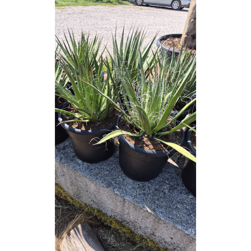 Superbes agaves filifera