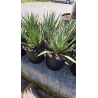 Superbes agaves filifera