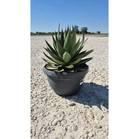 Superbes AGAVES RED EDGE en...